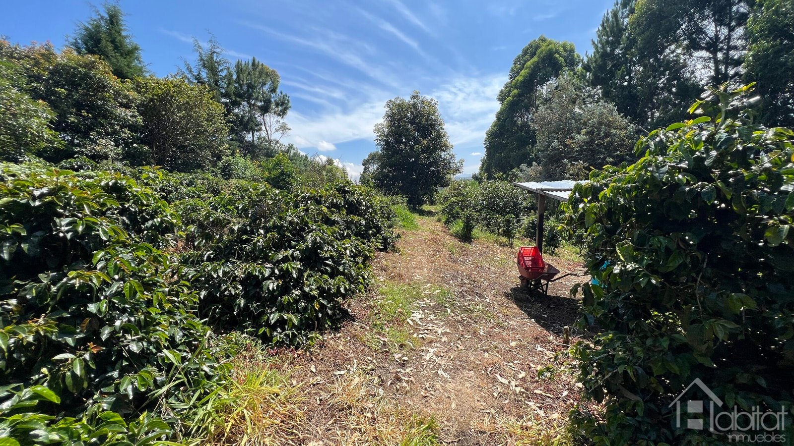 FINCA EN PISOJE ALTO